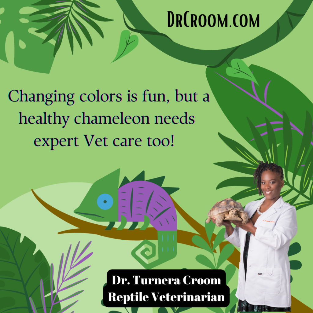 Colorful green forest background showing Dr. Croom, veterinarian in white coat holding a tortoise. Post explains that we offer reptile services.
